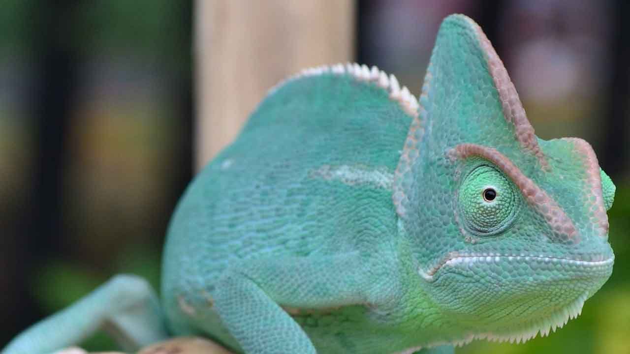 reptiles-at-japanese-water-gardens