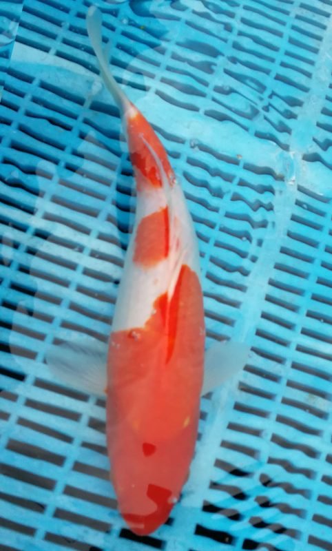 Japanese Water Gardens