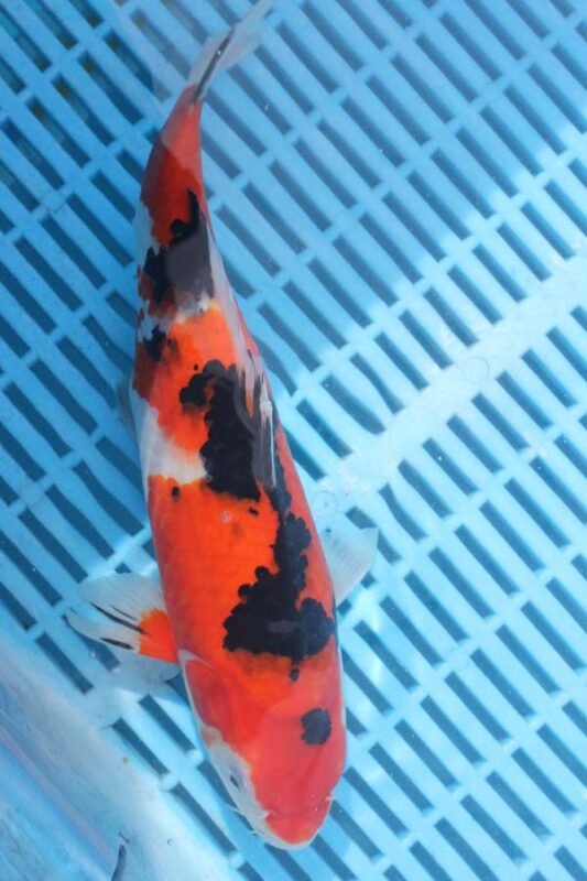 Japanese Water Gardens