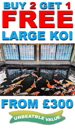 Large Koi