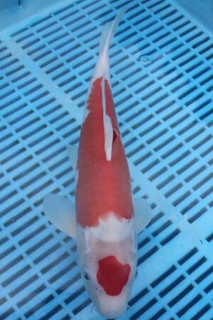 5200 Kohaku 10to12in £170