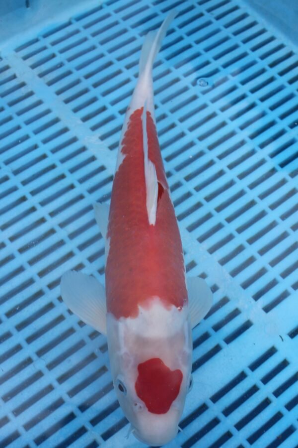 5200 Kohaku 10to12in £170