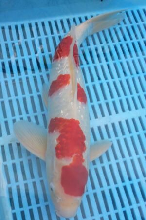 5503 Gin Rin Kohaku 14to16in £425