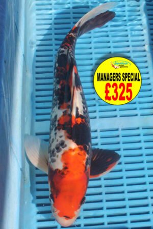 5512 Showa 14to16in £350