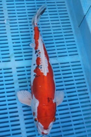 5519 Doitsu Yamatonishki 14to16in £300