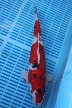 5526 Gin Rin Sanke 14to16in £300