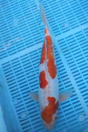 5527 Doitsu Kohaku 14to16in £300