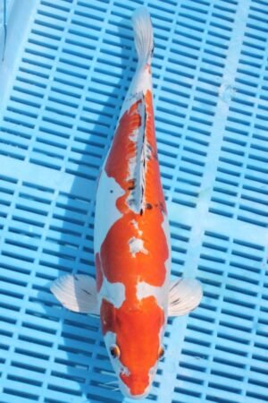 5601 Doitsu Yamatonishki 14to16in £325