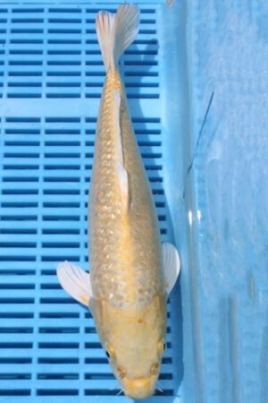 5615 Gin Rin Yambuki 10to12in £170