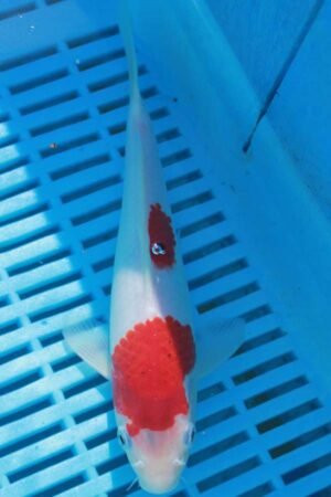 5673 Kohaku 7to8in £55