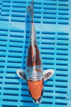 5684 Kohaku 7to8in £55