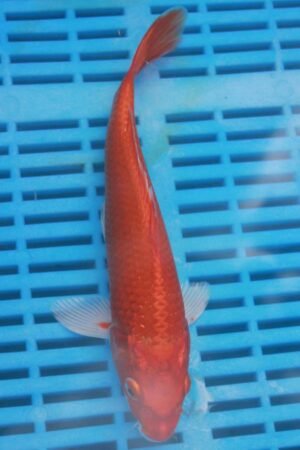5694 Orenji Ogon 7to8in £55