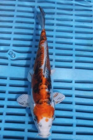 5696 Doitsu Kujaku 7to8in £55