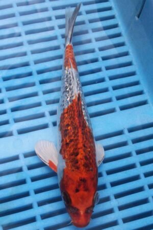 5703 Gin Rin Kujaku 7to8in £55