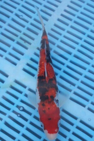 5706 Gin Rin Sanke 7to8in £55