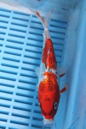 5715 Gin Rin Kujaku 7to8in £55