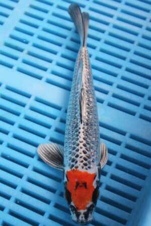 5722 Tancho Kujaku 7to8in £55