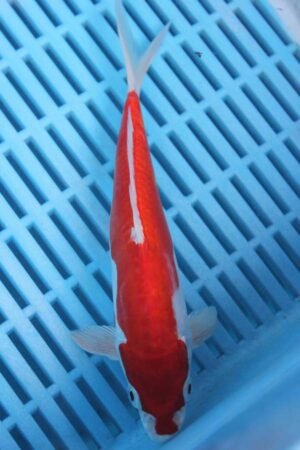 5730 Doitsu Kohaku 7to8in £55
