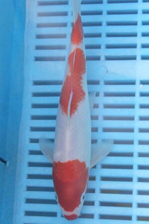 5738 Kohaku 7to8in £55