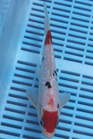 5739 Gin Rin Sanke 7to8in £55