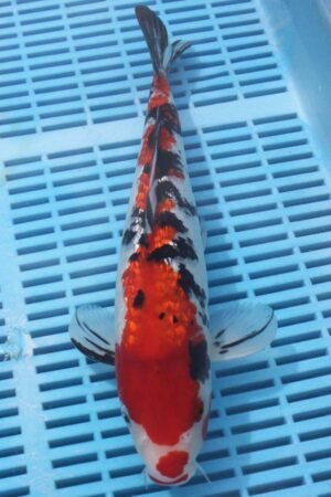 5750 Gin Rin Sanke 10to12in £170