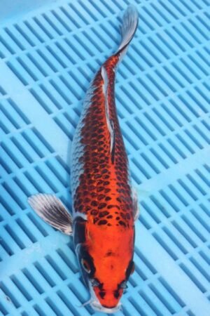 5753 Kujaku 10to12in £170