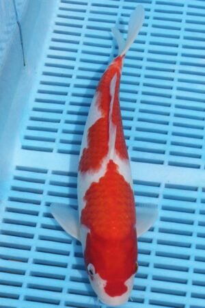5756 Kohaku 10to12in £170