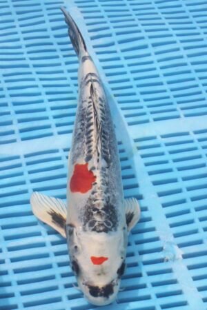 5757 Doitsu Kujaku 10to12in £170