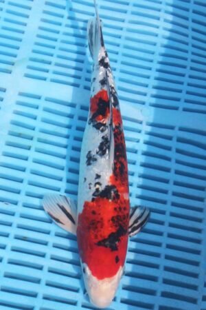 5759 Gin Rin Sanke 10to12in £170