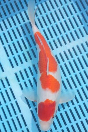 5763 Kohaku 10to12in £170
