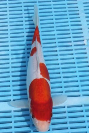 5770 Doitsu Kohaku 10to12in £170