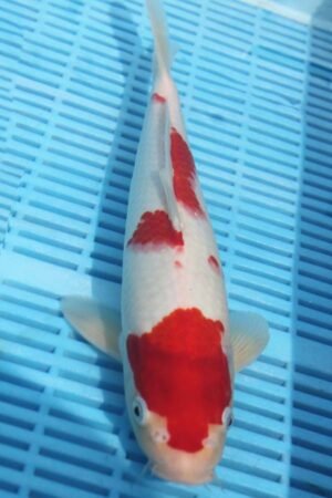 5776 Kohaku 10to12in £170
