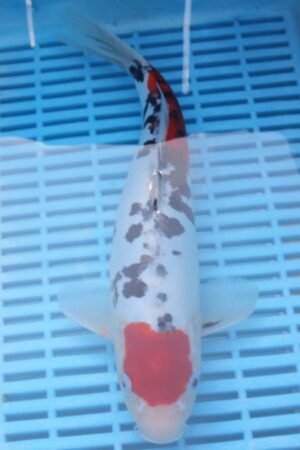 5780 Tancho Sanke 10to12in £170