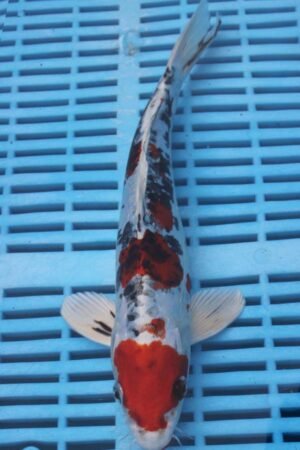 5802 Doitsu Yamatonishki 8to10in £110