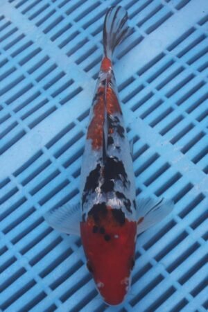 5803 Gin Rin Sanke 8to10in £110