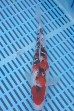 5816 Gin Rin Sanke 8to10in £110