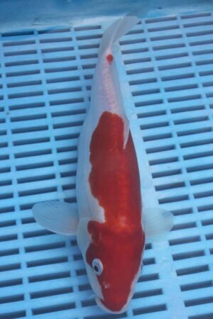 5818 Doitsu Kohaku 8to10in £110