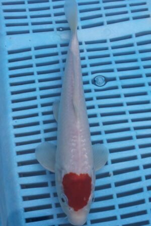 5821 Tancho Kohaku 8to10in £110