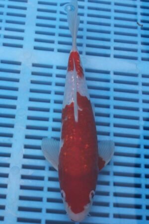 5826 Gin Rin Kohaku 8to10in £110
