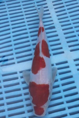 5832 Kohaku 8to10in £110
