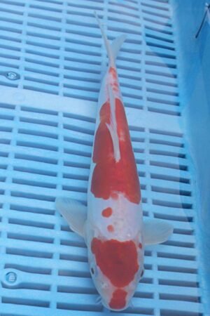 5844 Doitsu Kohaku 8to10in £110