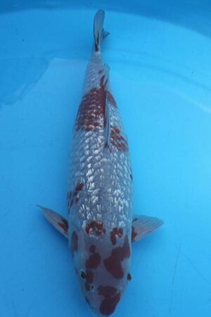 5852 Gin Rin Ochiba 47cm £400