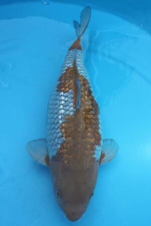 5853 Gin Rin Ochiba 47cm £500