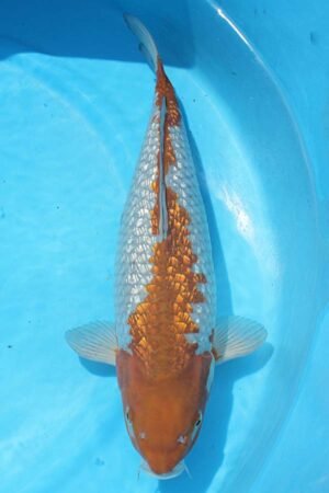 5854 Gin Rin Ochiba 46cm £500