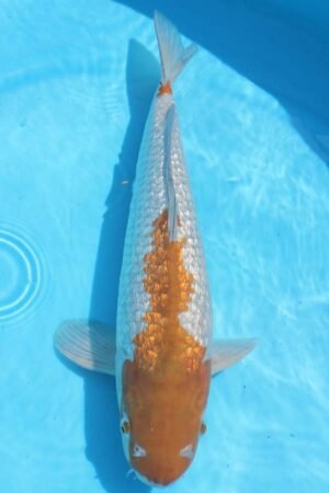 5855 Gin Rin Ochiba 47cm £450