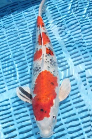 5862 Yamatonishki 14to16in £300