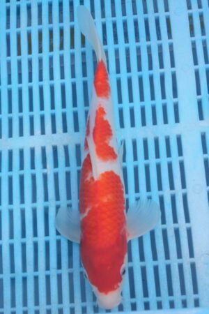 5869 Kohaku 10to12in £170