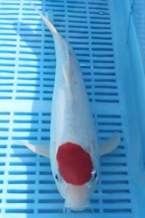 5870 Tancho Kohaku 12to14in £190