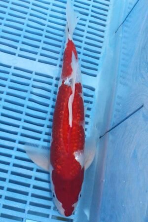 5874 Kohaku 10to12in £170