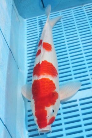 5874 Kohaku 12to14in £190